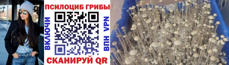 Галлюциногенные грибы Psilocybe  где продают наркотики  Щёлкино 